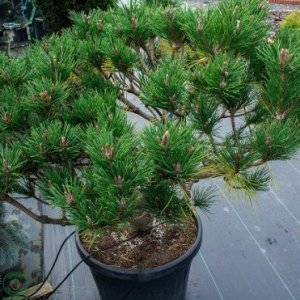 Borovica drobnokvetá (Pinus parviflora) ´BREVIFOLIA´ – výška 70-90cm, priemer koruny 100-120cm, kont. C10L - BONSAJ